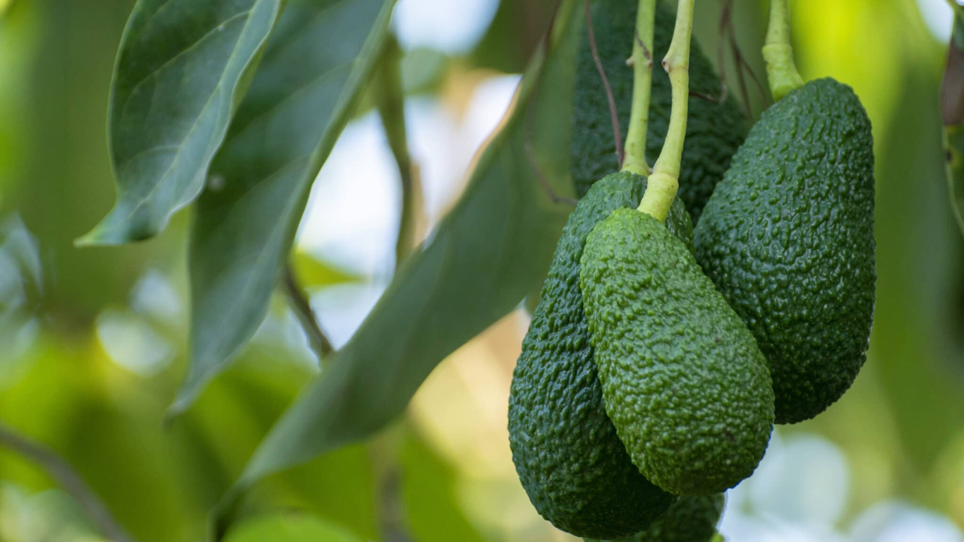 Hass Avocados found in Kenya