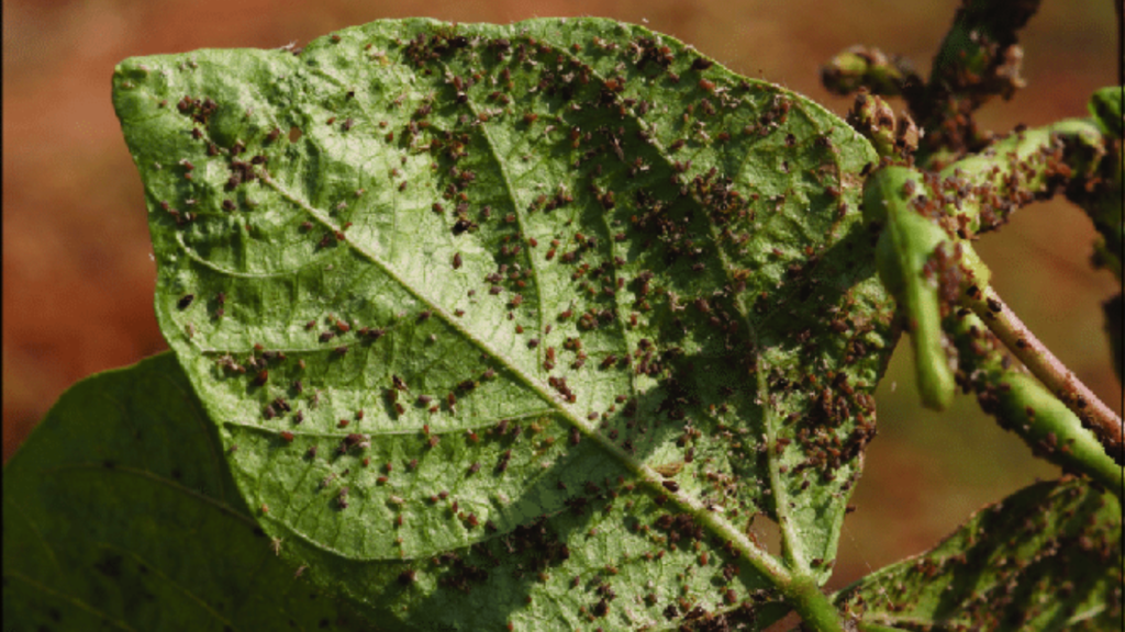 Pests And Diseases Affecting French Beans In Kenya - Kenya Fresh ...