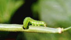 Caterpillars on French beans