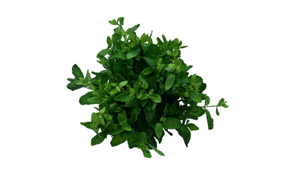 herbs-mint-kenya-fresh-produce-exporters