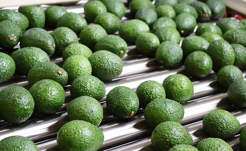 avocados-kenya-fresh-produce-exporters