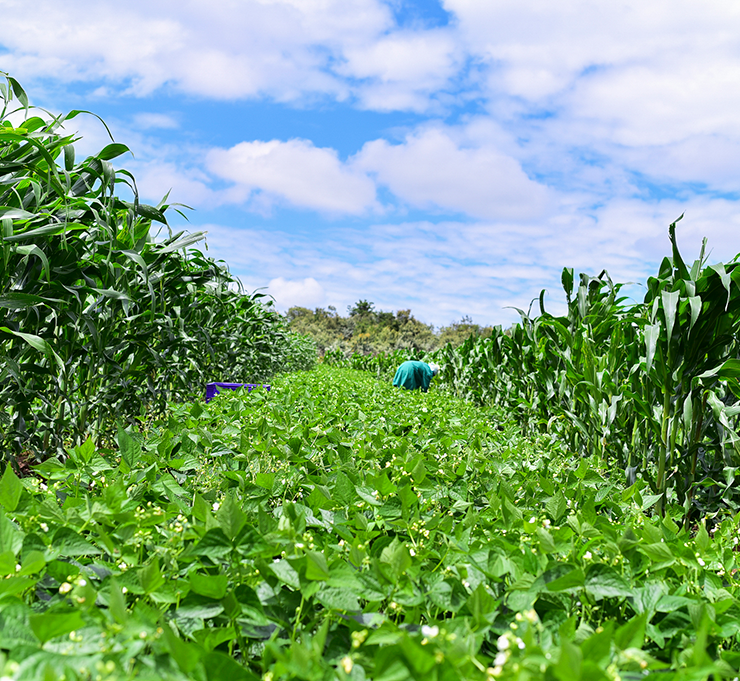 sustainable-farming-by-kenya-fresh-produce-exporters